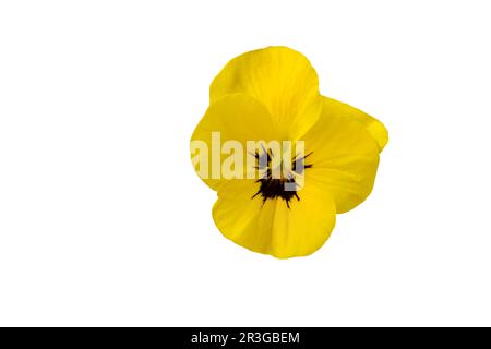 Viola cornuta isoliert auf weißem Hintergrund Stockfoto