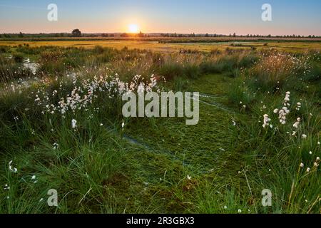 Sonnenaufgang in einem deutschen Sumpf Stockfoto