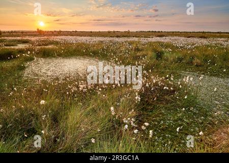 Sonnenaufgang in einem deutschen Sumpf Stockfoto