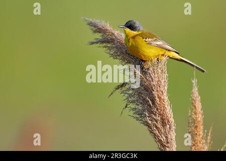 Schwarzkopf-Wagtail in Ungarn Stockfoto