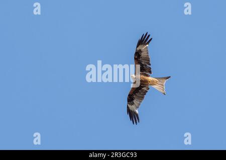 Rotmilan im Flug Stockfoto