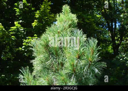 Pinus cembra, Schweizer Kiefer Stockfoto