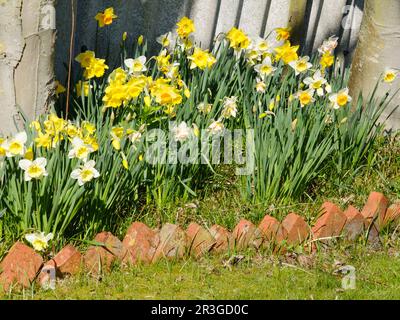 Blütenmaus Narzissen Stockfoto