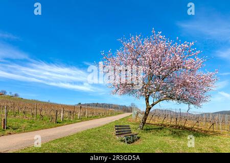 Blühender Mandelbaum (Prunus dulcis) über Birkweiler Stockfoto