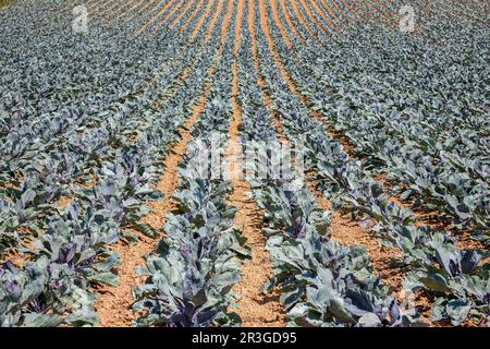 Feld mit Rotkohl (Brassica oleracea convar. Capitata var. Rubra L.), Stockfoto