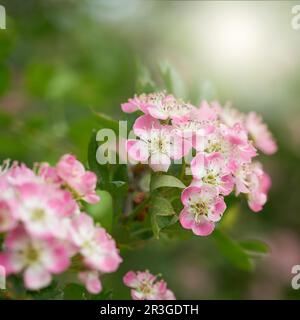 Rosafarbener, einsaat blühender Weißdorn, Crataegus monogyna während der Blüte im Frühjahr in einem Park Stockfoto