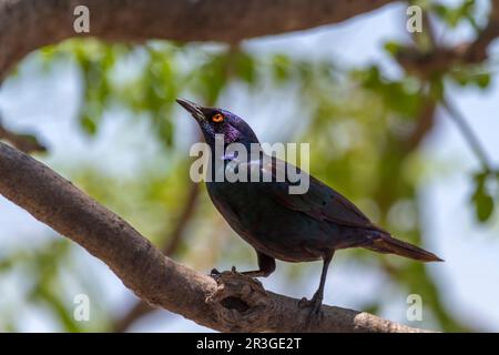 Rotschulter-Hochglanz-Sternling (Lamprotornis nitens), Etosha, Namibia Stockfoto