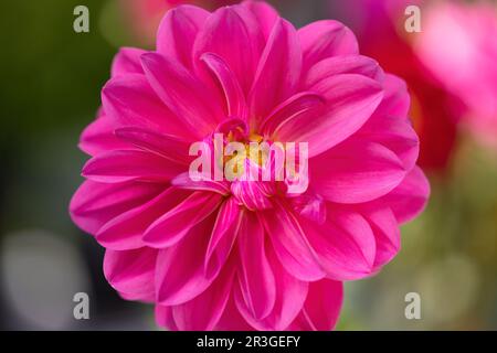 Einzelne dhalia-Blume im Drachengarten Stockfoto