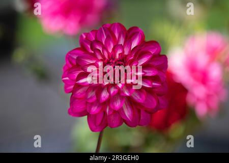 Einzelne dhalia-Blume im Drachengarten Stockfoto