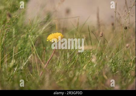 Löwenzahn Stockfoto