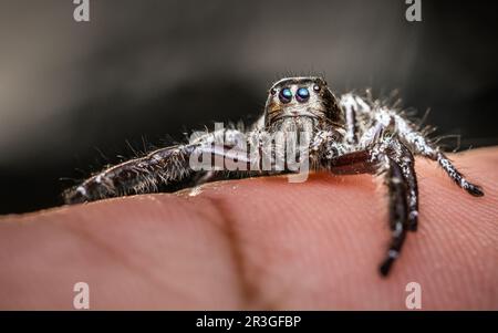 Nahaufnahme einer schwarzen Springspinne auf menschlichem Finger und natürlichem Hintergrund, menschliche Haut, Insektenfoto, selektiver Fokus. Stockfoto