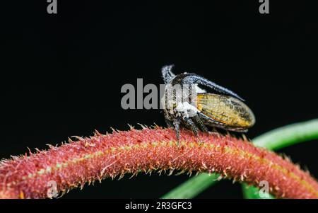 Nahaufnahme eines seltsamen Baumhammers (Hornhauttrichter) auf Baumzweig und Naturhintergrund, selektiver Fokus, Makrofoto von Insekten in der Natur. Stockfoto