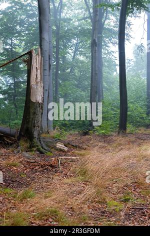 Nach dem Regen, im Wald wandern 3 Stockfoto