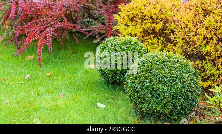 Landschaftsgärten mit grünem Rasen, bunten Ziersträuchern und geformten Boxwoods im Herbst Stockfoto