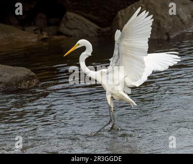 Die östliche Großeier (Ardea alba modesta) hat eine breite Verbreitung in Asien und Ozeanien, mit Zuchtpopulationen in Australien, Stockfoto