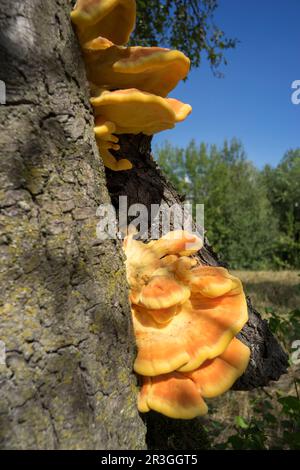 Frisches Huhn aus dem Wald Stockfoto