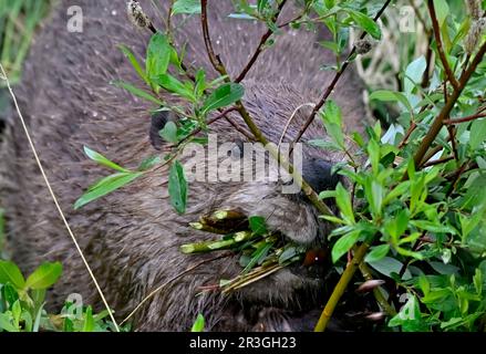 Nahaufnahme eines wilden Bibers, Castor canadensis, der zum Mittagessen einen Mund voller Weidensapellen sammelt Stockfoto