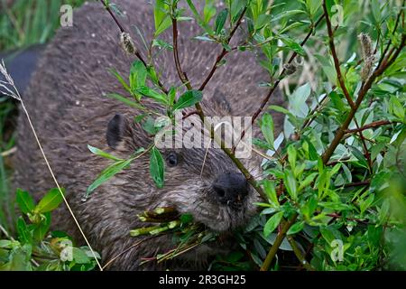 Ein Nahbild eines wilden Bibers, Castor canadensis, der einen Mund voller Weidensapellen für ein Mittagessen in seine Lodge bringt. Stockfoto