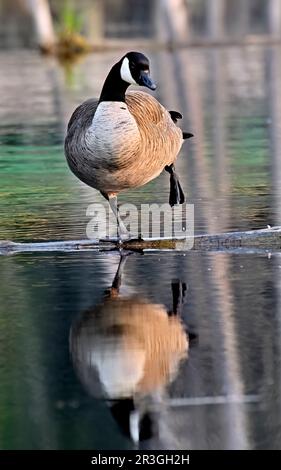 Ein vertikales Bild einer erwachsenen Kanadischen Gans „Branta canadensis“, die auf einem versenkten Baumstamm in einem Biberdamm im ländlichen Alberta, Kanada, steht Stockfoto