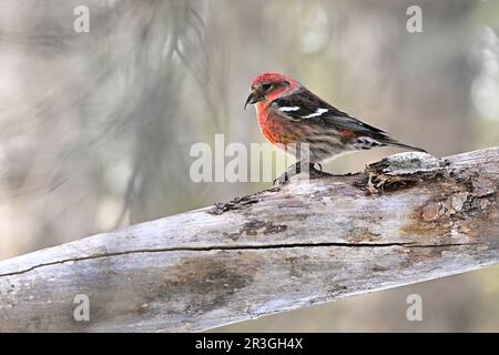 Ein männlicher weißer geflügelter Crossbill „Loxia leucoptera“, hoch oben auf einem toten Baum in einem Waldlebensraum im ländlichen Alberta, Kanada. Stockfoto