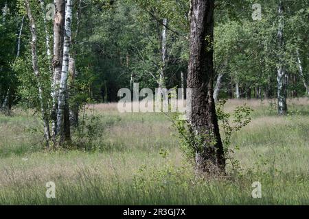 Weidewälder in der Nähe von waldenburg Stockfoto