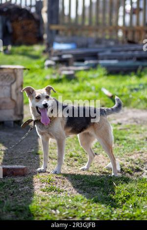 Ein fröhlicher, großer Hund mit einer Kettenzunge, die herausragt. Hund an einer Kette, die das Haus bewacht. Ein glückliches Haustier mit offenem Mund. Einfaches Hundehaus in der BA Stockfoto