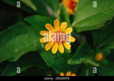 Nahaufnahme einer Butter Daisy oder Melampodium Paludosum oder einer Gold Medallion Blume oder Star Daisy „Showstar“ mit Bokeh oder verschwommenem Hintergrund. Weichfokus Stockfoto