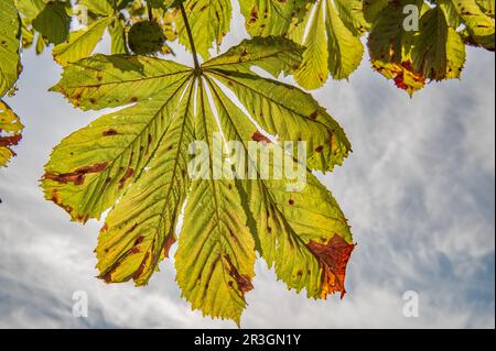 Herbstzeit Stockfoto