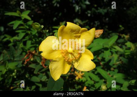 Hypericum Stockfoto