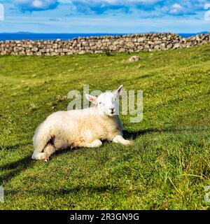 Lamm, Hausschafe (Ovis gmelini aries), die auf einer Wiese liegen, Isle of Skye, Inner Hebriden, Schottland, Großbritannien Stockfoto