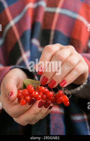 Stylische rote Nägel für Frauen. Hände Mit Roten Johannisbeeren. Moderne, wunderschöne Maniküre. Herbst-Winter-Nageldesign-Konzept von Beauty Tre Stockfoto