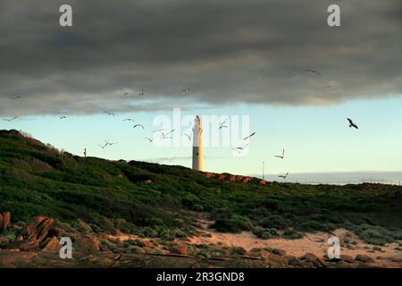 Möwen fliegen in der Nähe des Cape Leeuwin Leuchtturms, Augusta, Südwestaustralien Stockfoto