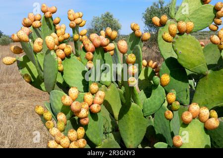 Wilde, stachelige Birne entlang einer Straße, Monsaraz, Alentejo, Portugal Stockfoto