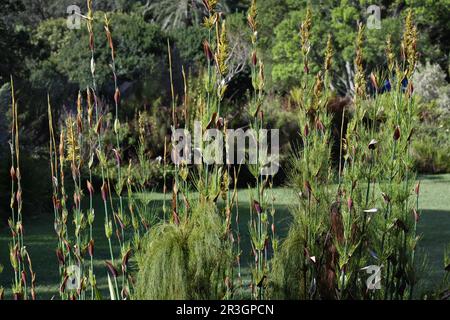 Bunte Blumen in Kirstenbosch, Kapstadt, Südafrika Stockfoto