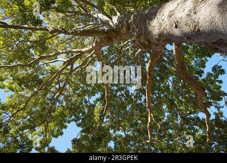 Roter Mahagonibaum (Khaya anthotheca), Kirstenbosch, Kapstadt, Südafrika Stockfoto