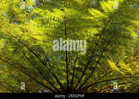 Common Tree Fern (Cyathea dregei), Kirstenbosch, Kapstadt, Südafrika Stockfoto