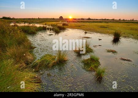 Deutsches Sumpf im Sommer Stockfoto