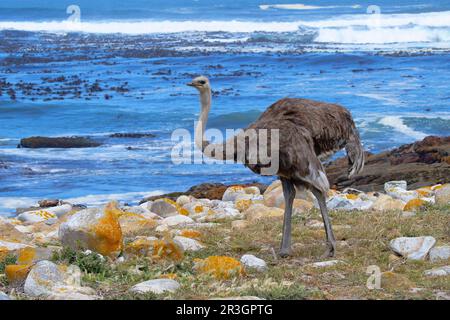 Weiblicher afrikanischer Strauß (Struthio camelus australis) an der Atlantikküste, Kap der Guten Hoffnung, Kapstadt, Südafrika Stockfoto