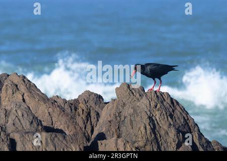 Afrikanischer Austernfischer (Haematopus moquini), der über Felsen fliegt, Kapstadt, Südafrika Stockfoto