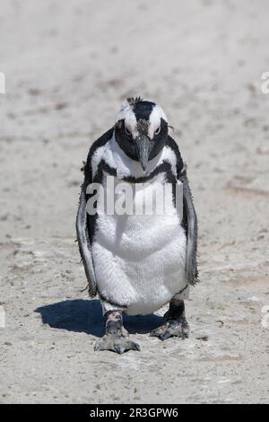 Junger afrikanischer Pinguin (Spheniscus demersus) auf Sandstrecken am Boulder's Beach, Kapstadt, Südafrika Stockfoto