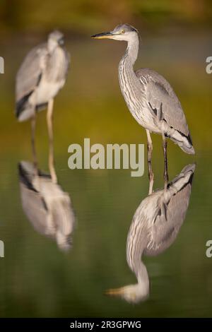 Grauer Reiher im Wasser Stockfoto