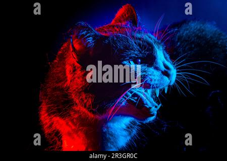 Felidae (Felis catus), leuchtend rot und blau, Pfauenaugen, dunkler Hintergrund Stockfoto