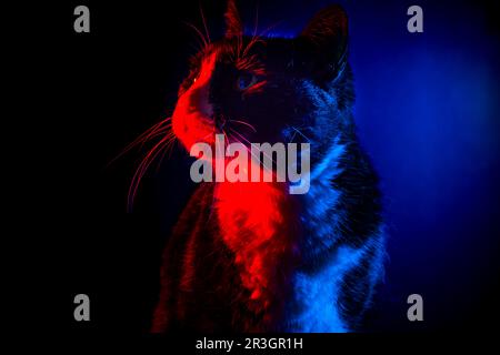 Felidae (Felis catus), rote und blaue Beleuchtung, dunkler Hintergrund Stockfoto