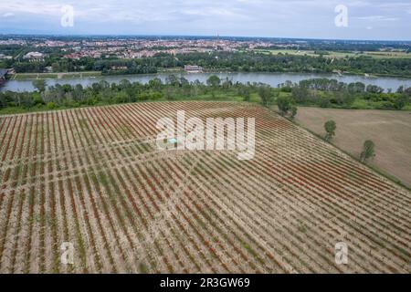 Luftaufnahme der Cremona Lombardei, Italien, des Flusses Po und der Pappelplantage mit saisonalem Mohn bei Sonnenuntergang Stockfoto