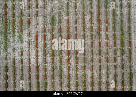 Panoramafoto von Pappelplantage mit saisonalem Mohn bei Sonnenuntergang Stockfoto