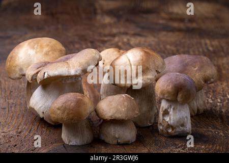 Porcini-Pilze auf rustikalem Holz Stockfoto