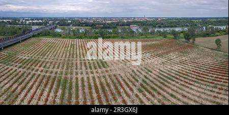 Luftaufnahme der Cremona Lombardei, Italien, des Flusses Po und der Pappelplantage mit saisonalem Mohn bei Sonnenuntergang Stockfoto