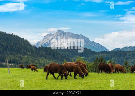 Bergweiden, Viehzucht und Wälder in den Bayerischen Alpen rund um Berchtesgaden Stockfoto