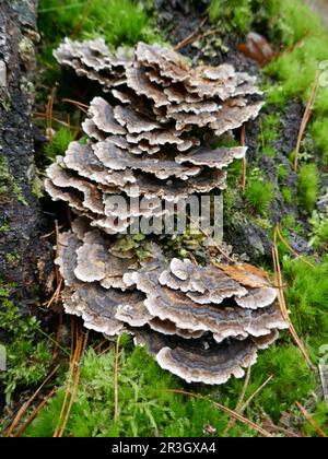 Baum-Pilze Stockfoto
