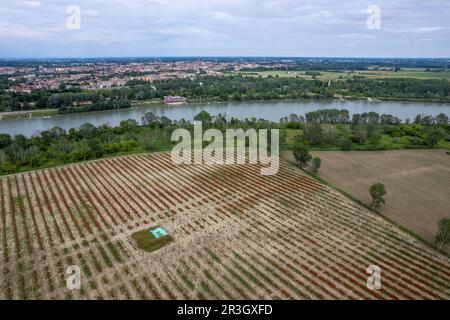 Luftaufnahme der Cremona Lombardei, Italien, des Flusses Po und der Pappelplantage mit saisonalem Mohn bei Sonnenuntergang Stockfoto